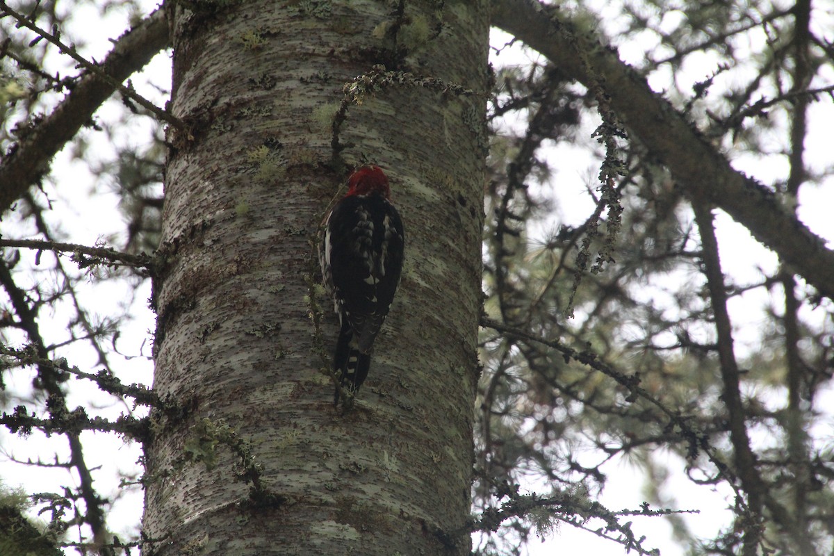 Red-breasted Sapsucker - ML617992946