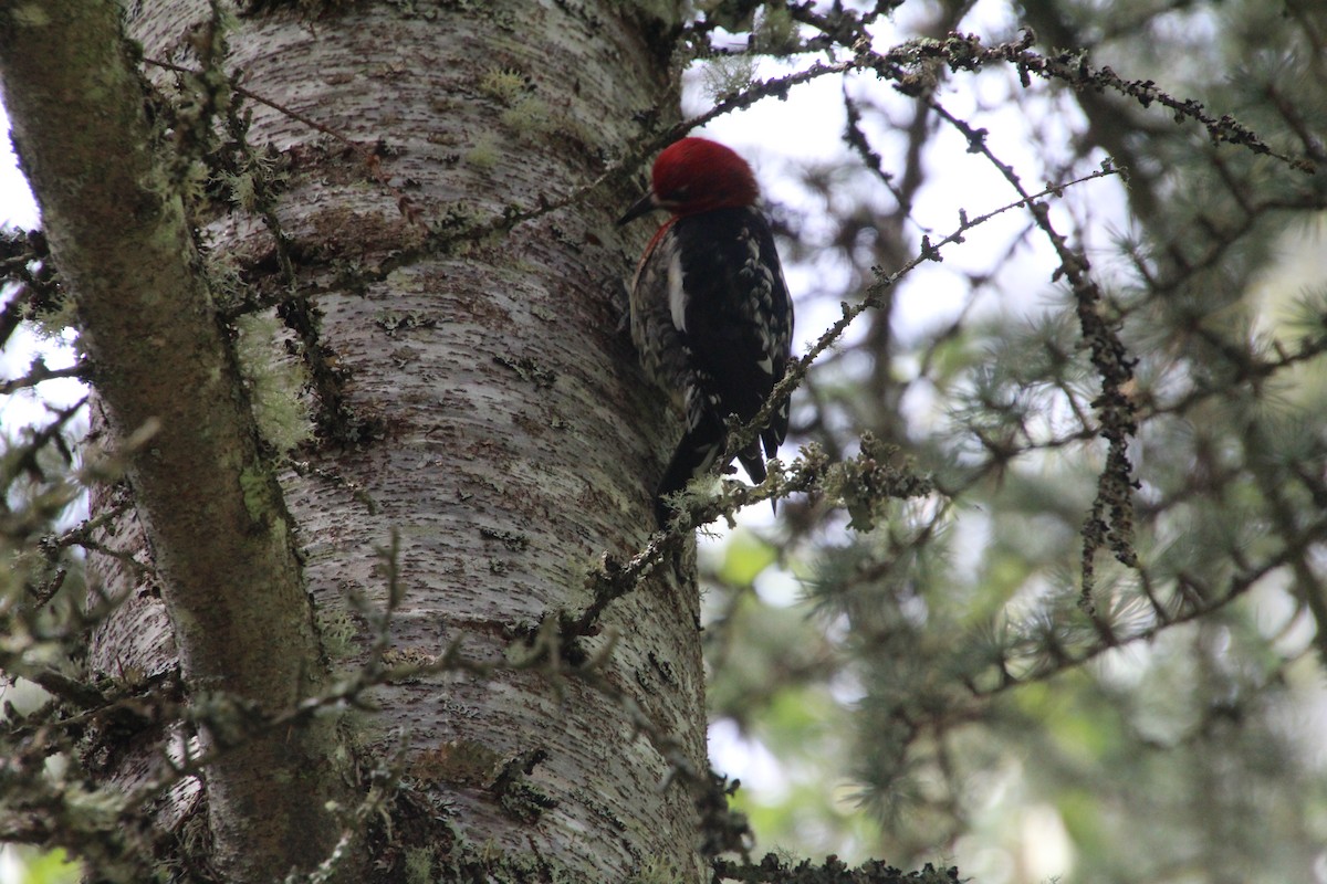 Red-breasted Sapsucker - ML617992947
