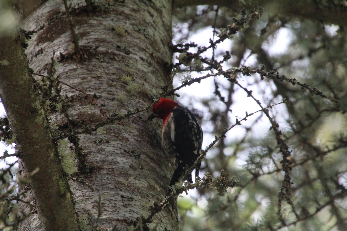 Red-breasted Sapsucker - ML617992948