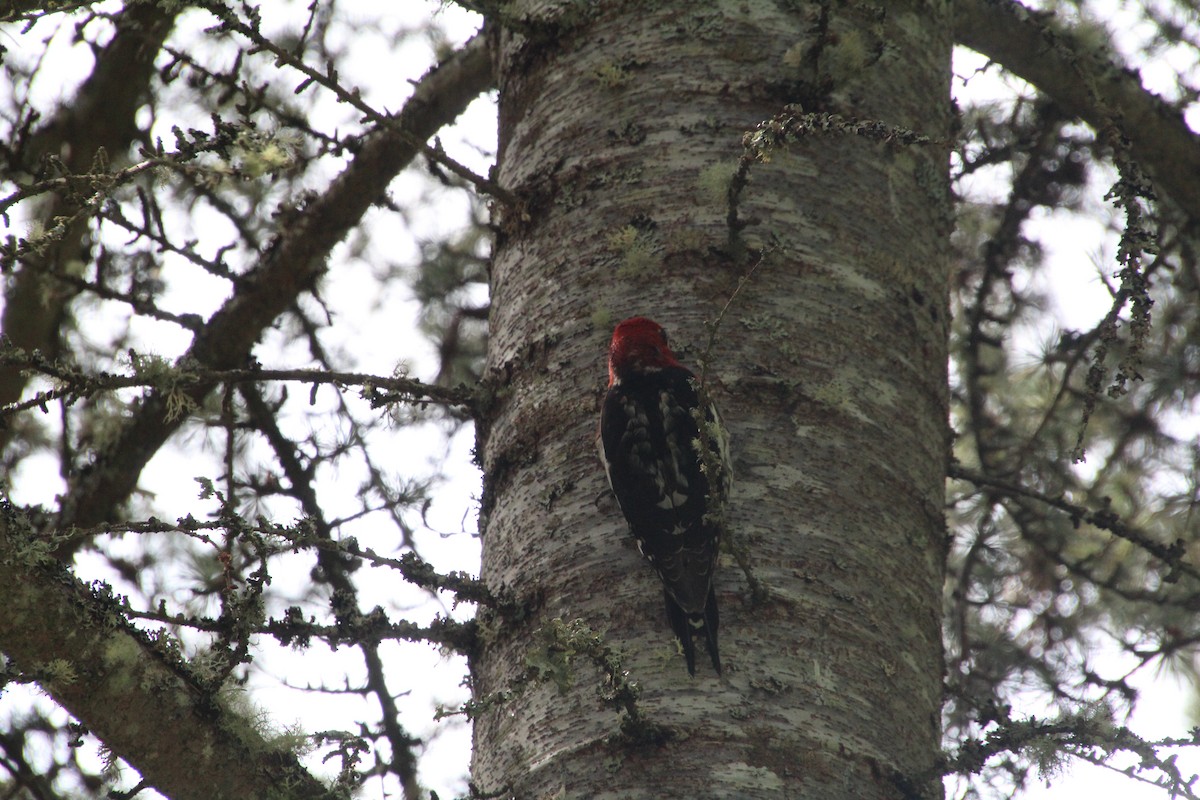 Red-breasted Sapsucker - ML617992949