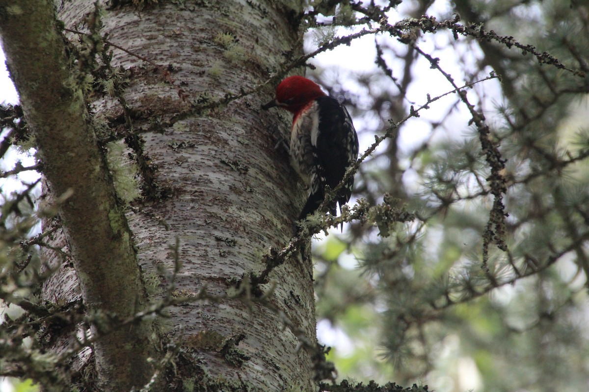 Red-breasted Sapsucker - ML617992950