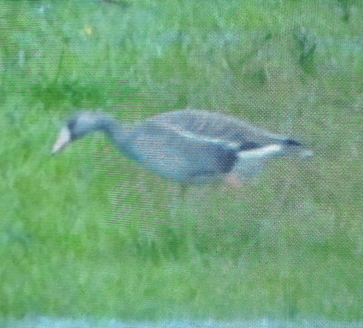 Greater White-fronted Goose - ML617992967