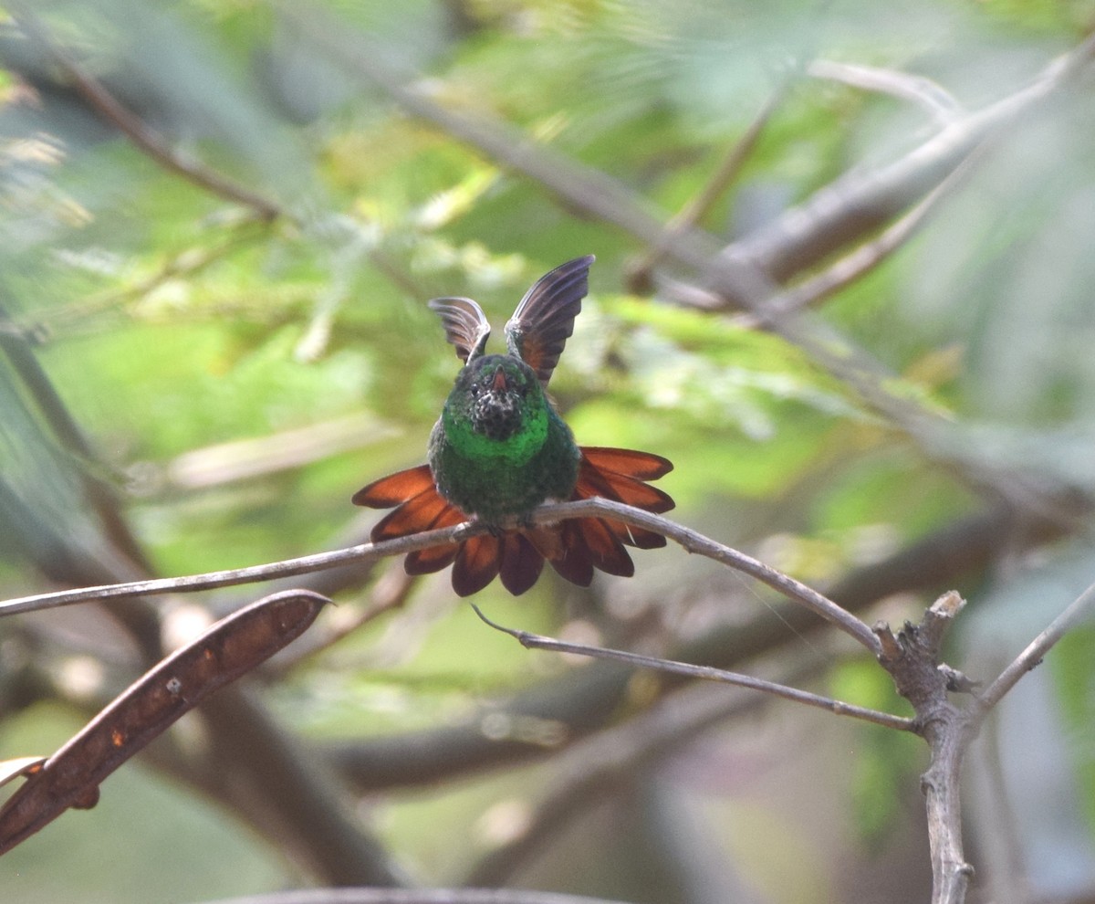 Berylline Hummingbird - Zuly Escobedo / Osberto Pineda