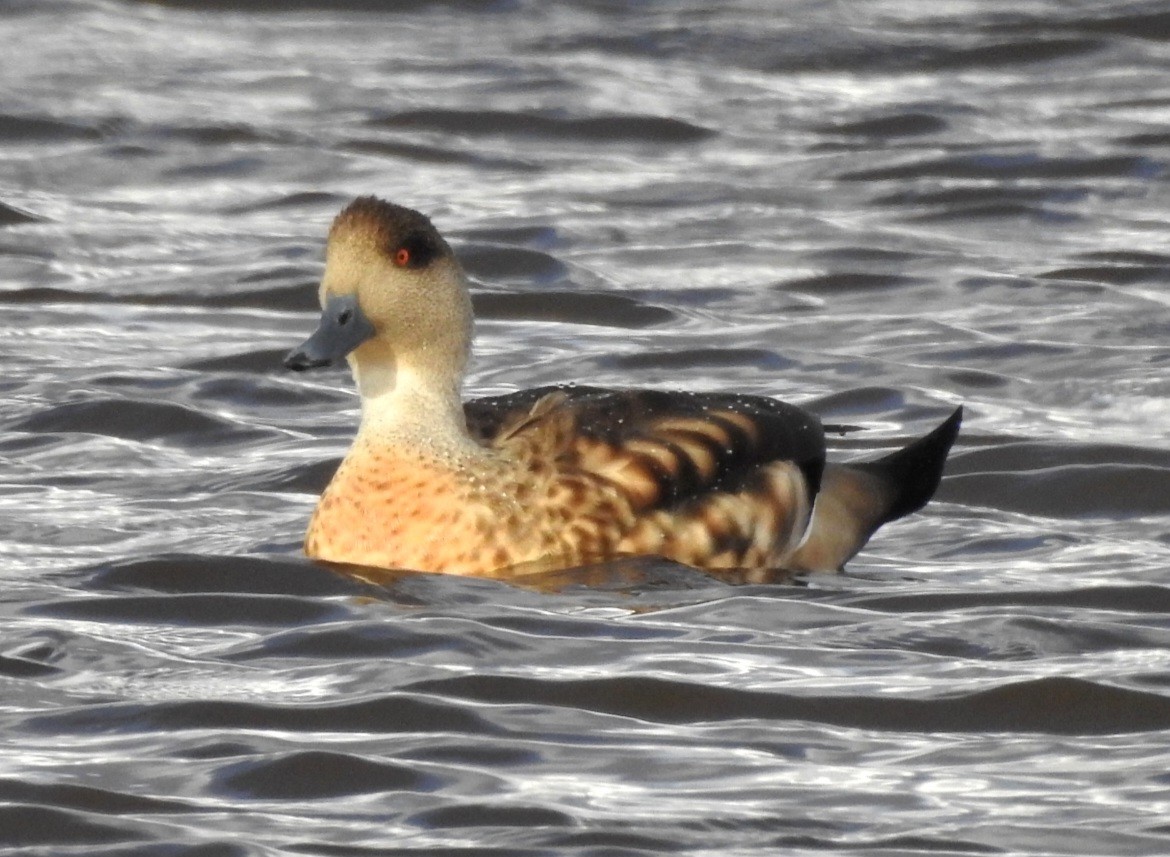 Crested Duck - ML617992984