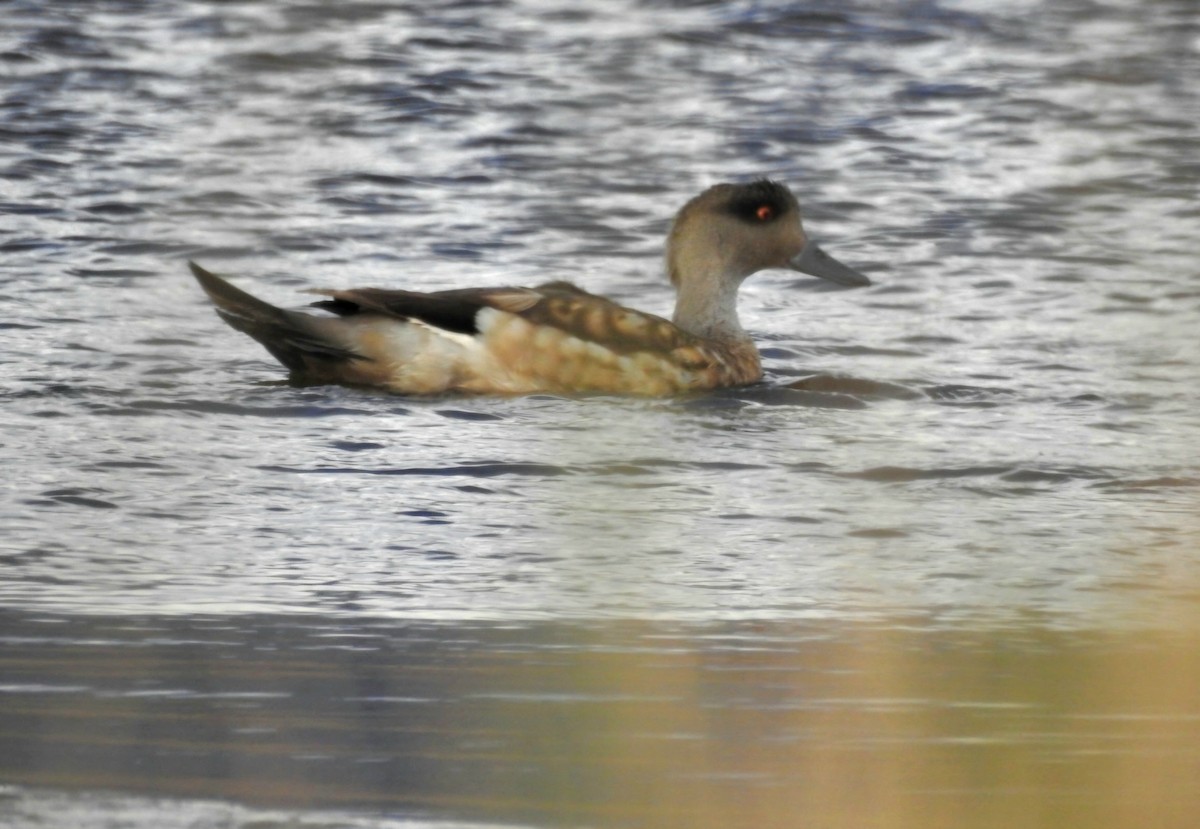 Crested Duck - ML617992986