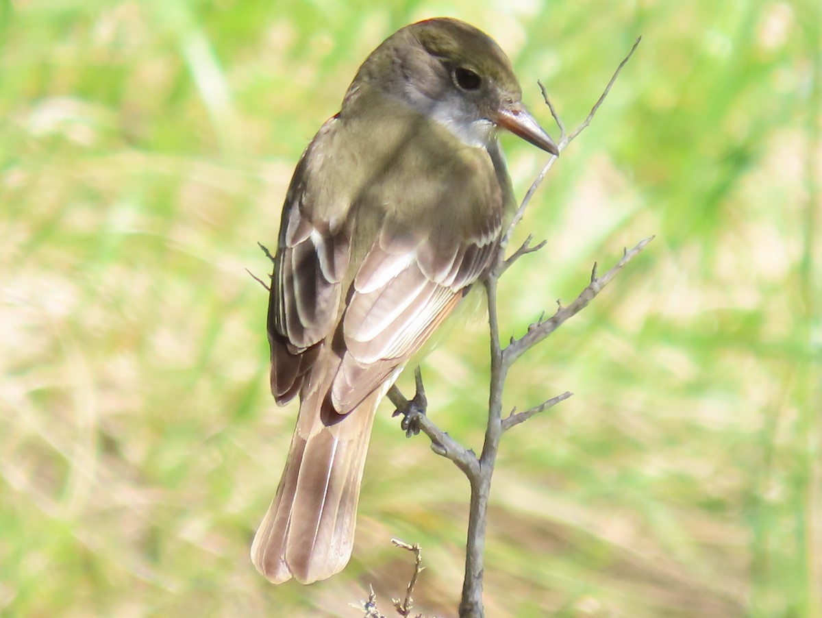 Great Crested Flycatcher - ML617993020