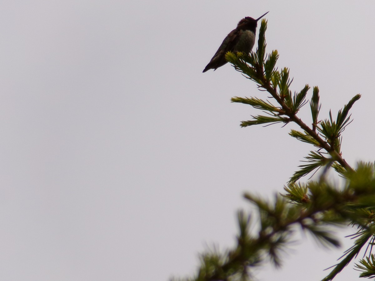 Anna's Hummingbird - ML617993022