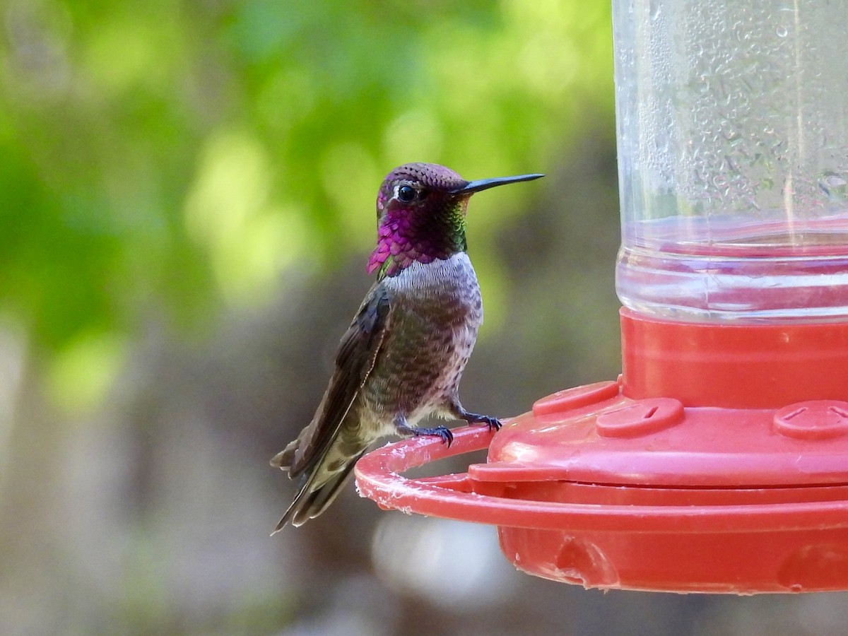 Anna's Hummingbird - ML617993032