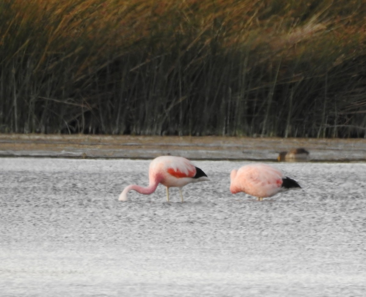 Andean Flamingo - ML617993042