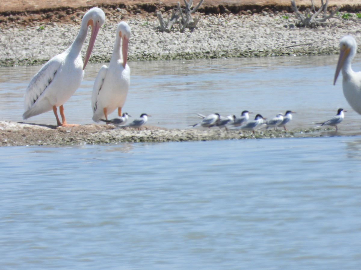 pelikán severoamerický - ML617993067