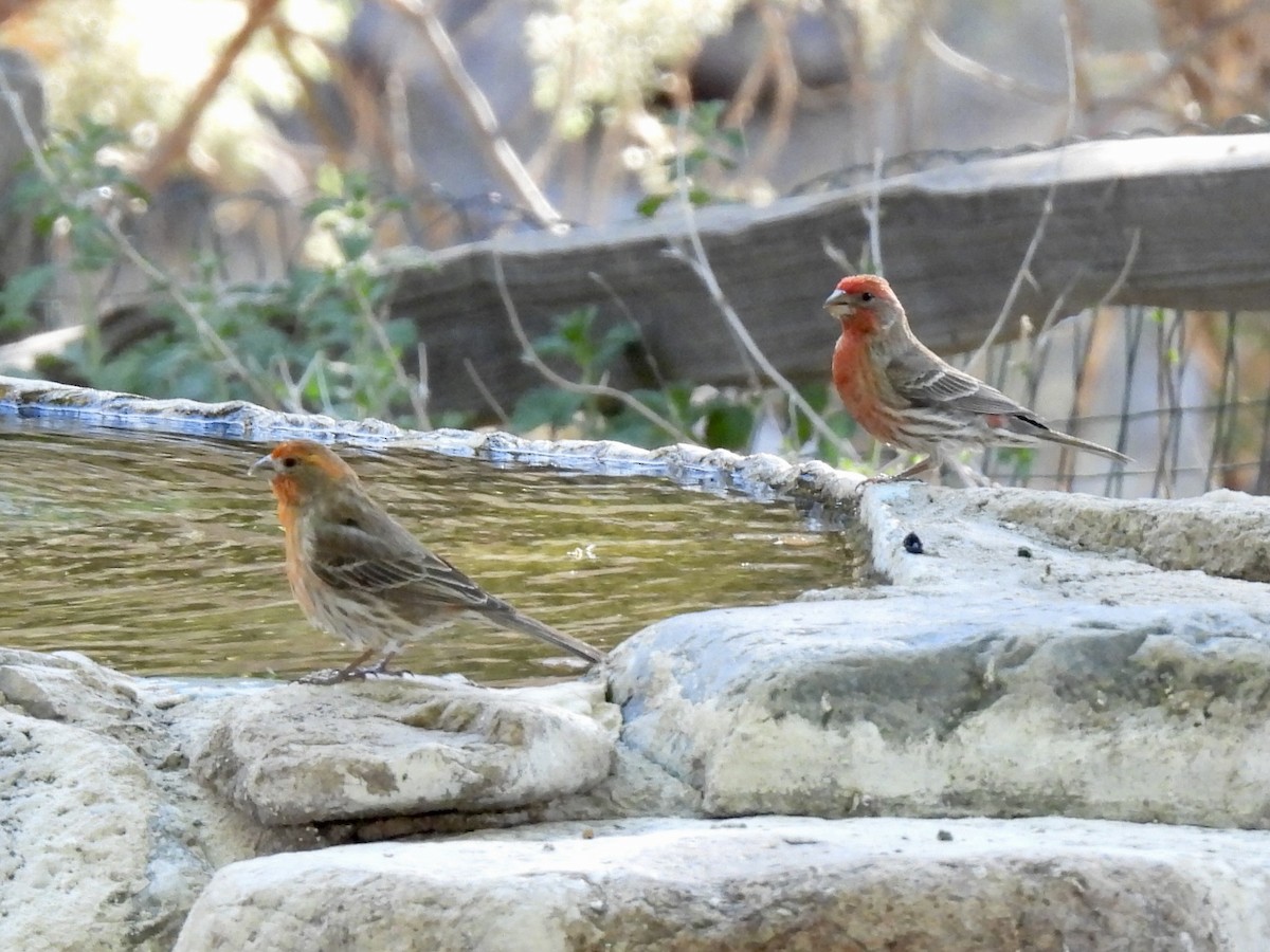 House Finch - Sandy and Stephen Birge