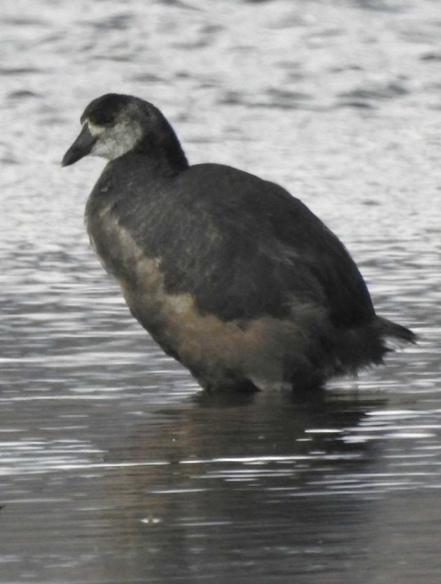Giant Coot - ML617993080