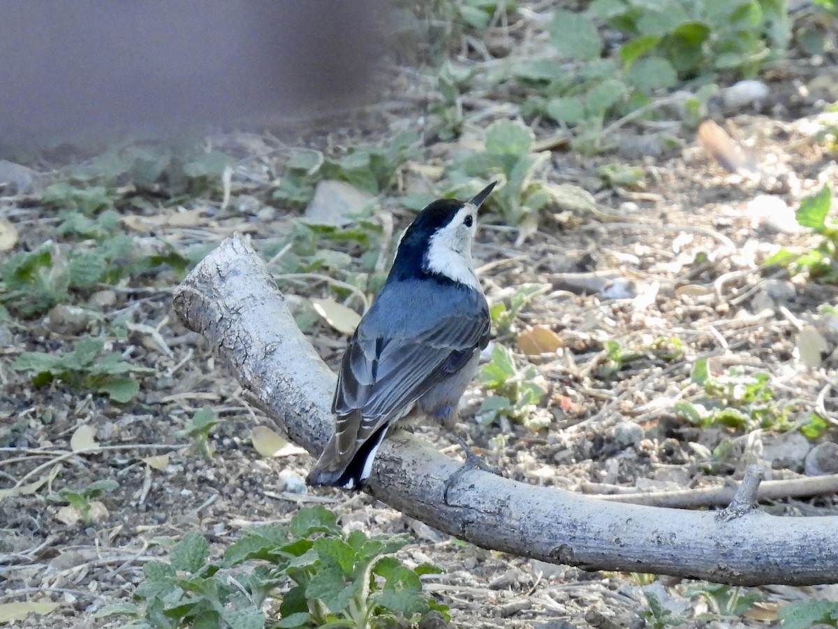 White-breasted Nuthatch - ML617993084