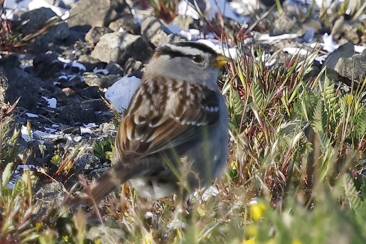 White-crowned Sparrow - ML617993087