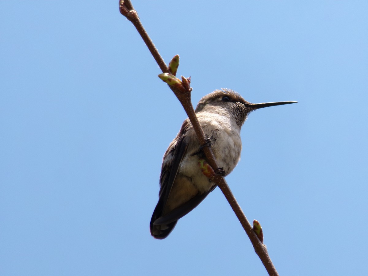 Anna's Hummingbird - ML617993096