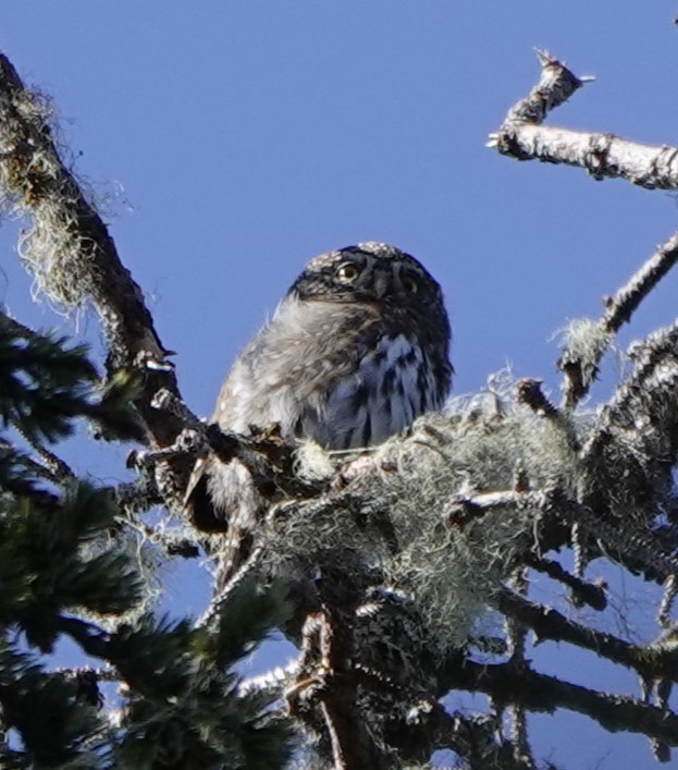 Northern Pygmy-Owl - ML617993118