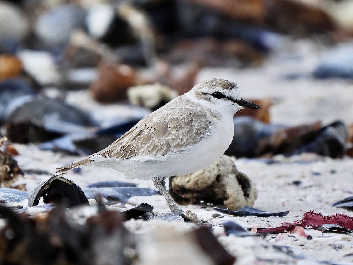 White-fronted Plover - ML617993190