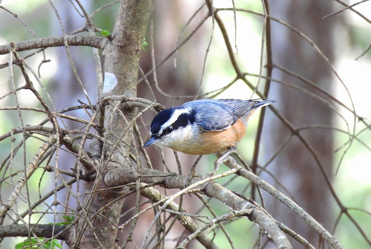 Red-breasted Nuthatch - K & K Pritchard