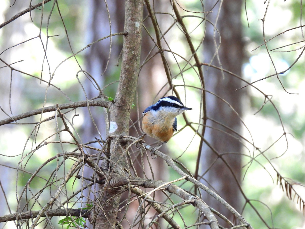 Red-breasted Nuthatch - ML617993205