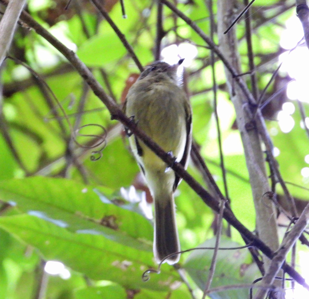 Sepia-capped Flycatcher - ML617993206