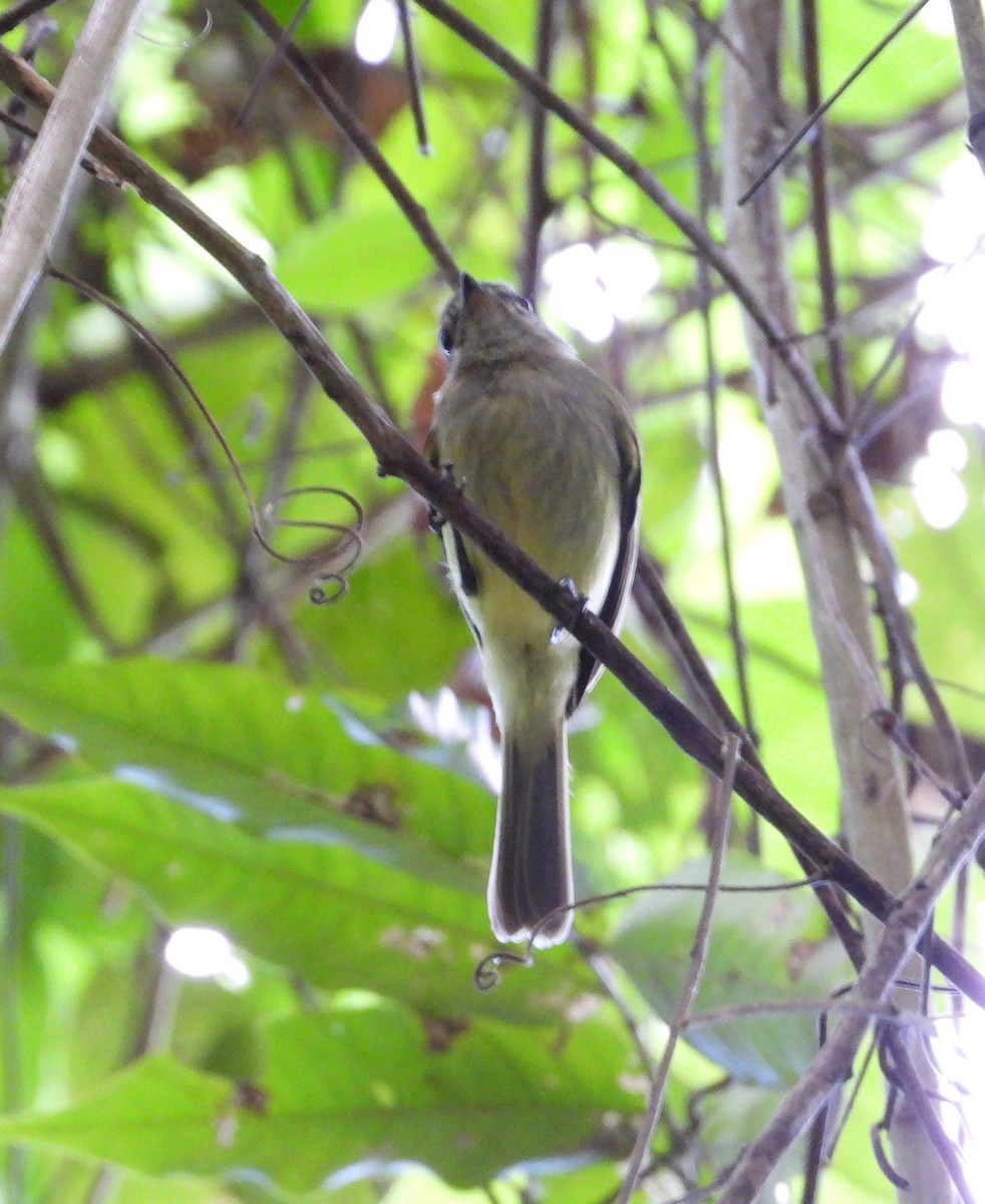 Sepia-capped Flycatcher - ML617993207