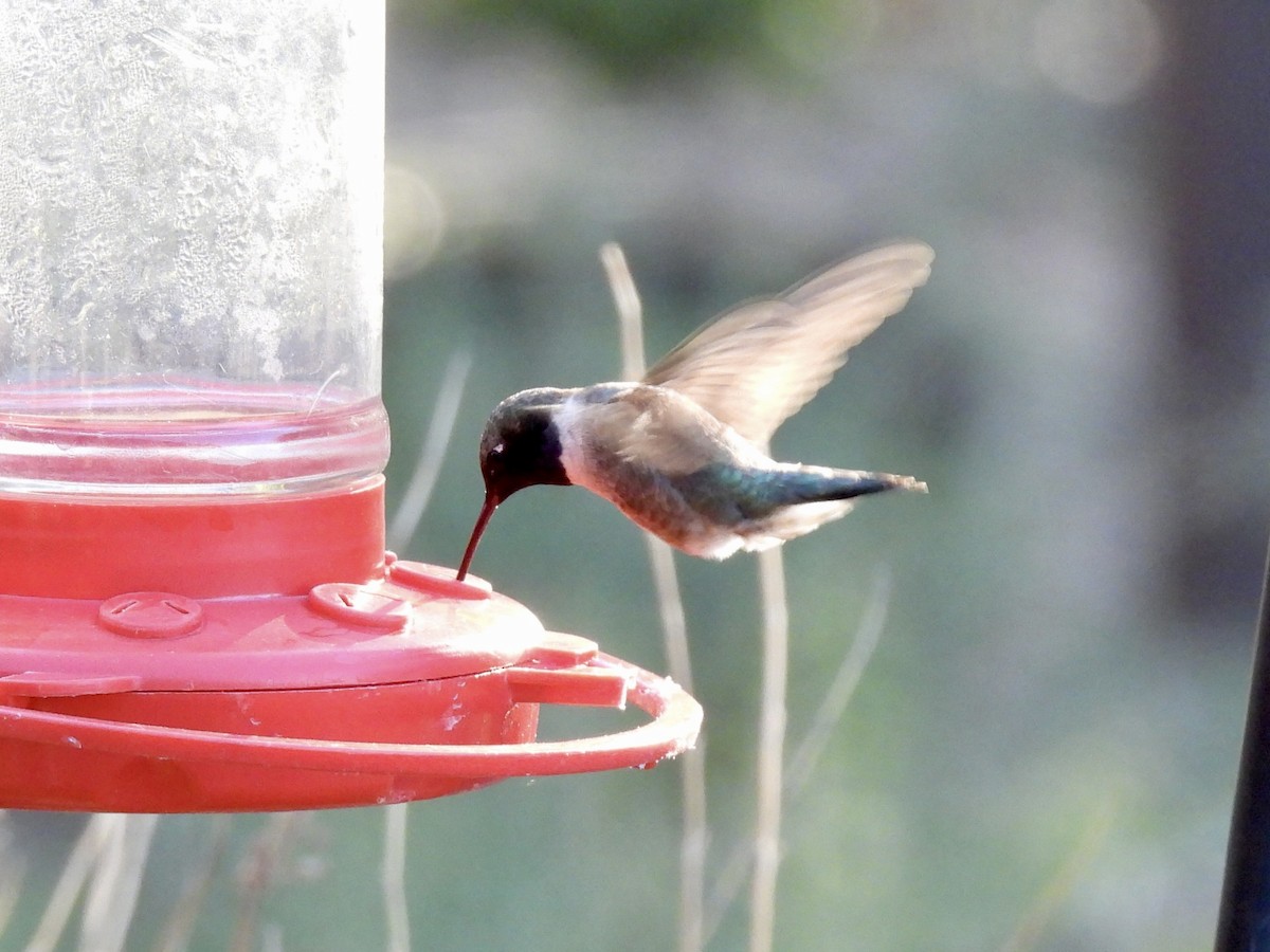 Black-chinned Hummingbird - ML617993213
