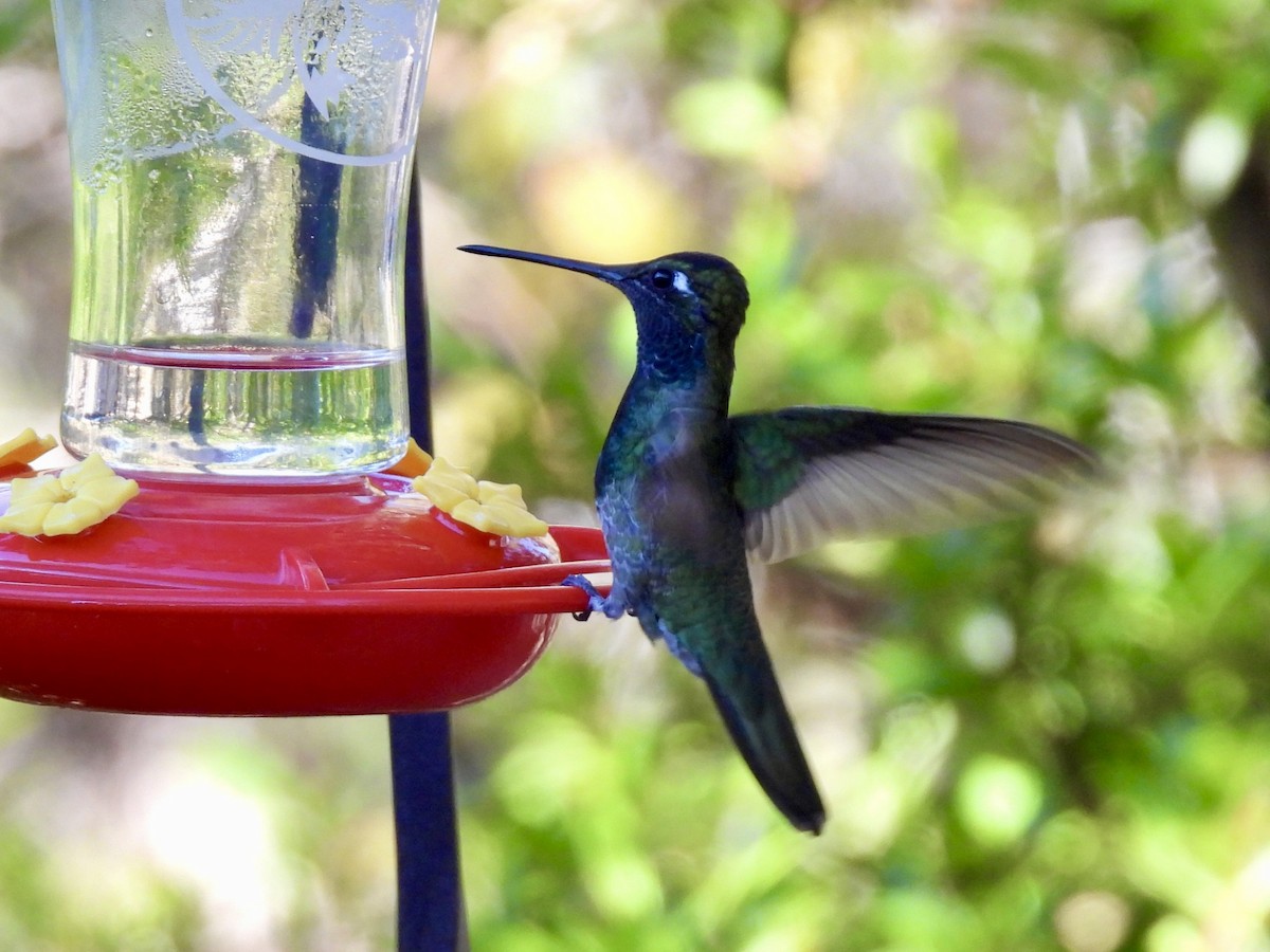 kolibřík skvostný - ML617993222