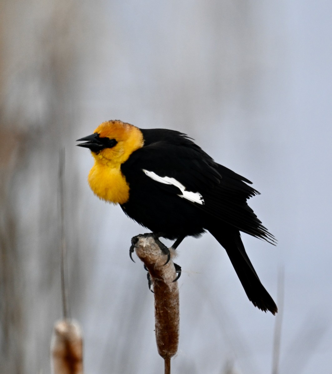 Yellow-headed Blackbird - ML617993288