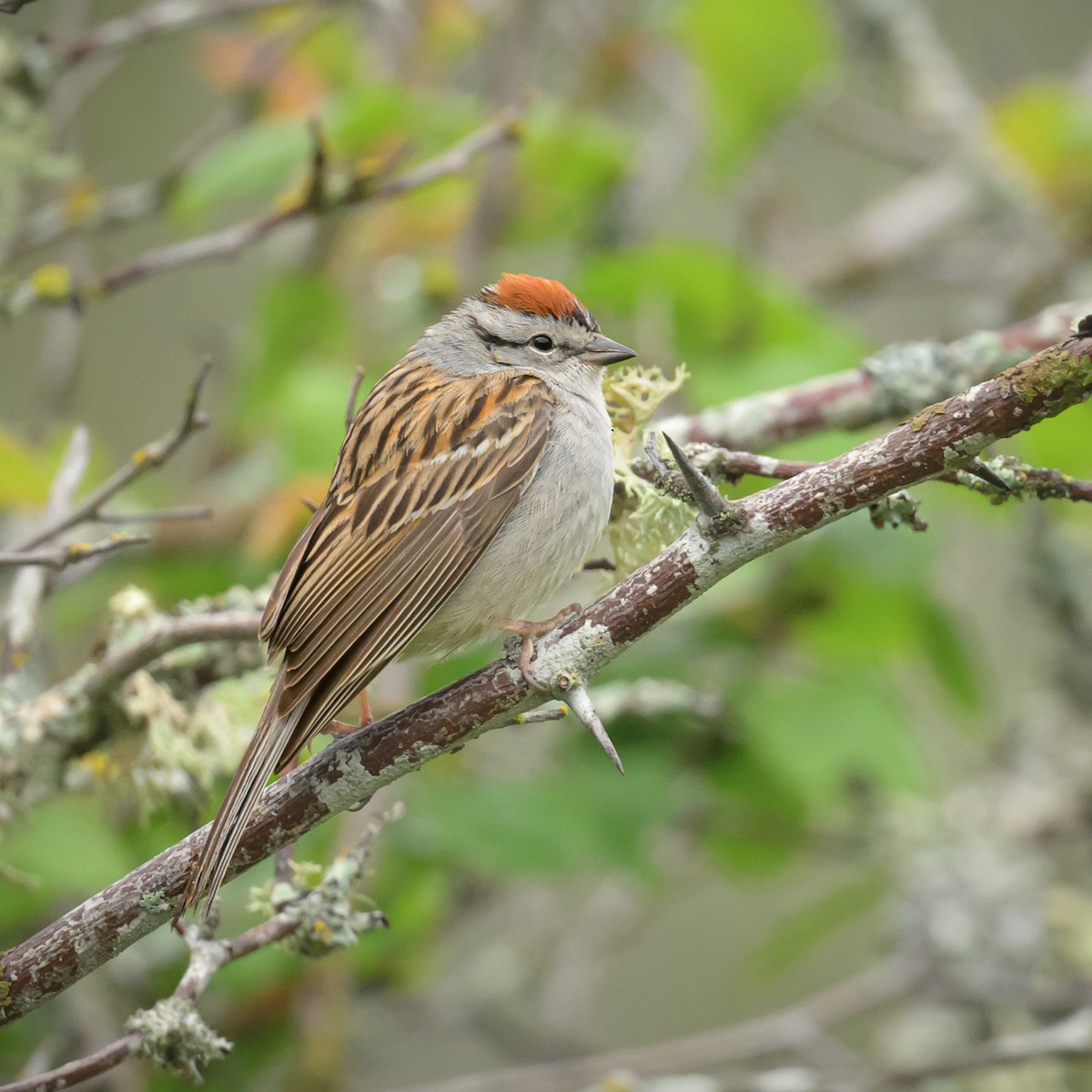 Chipping Sparrow - ML617993292