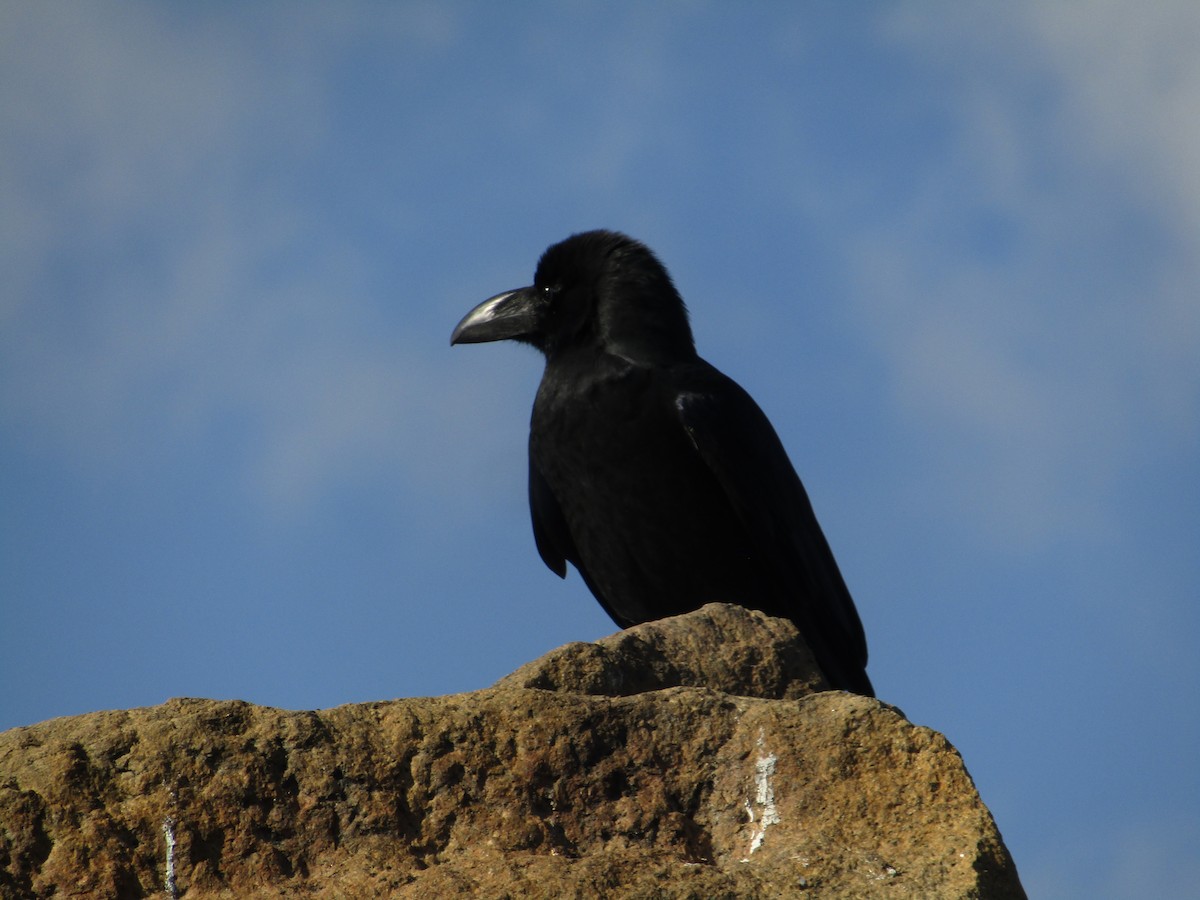 Large-billed Crow - ML617993320