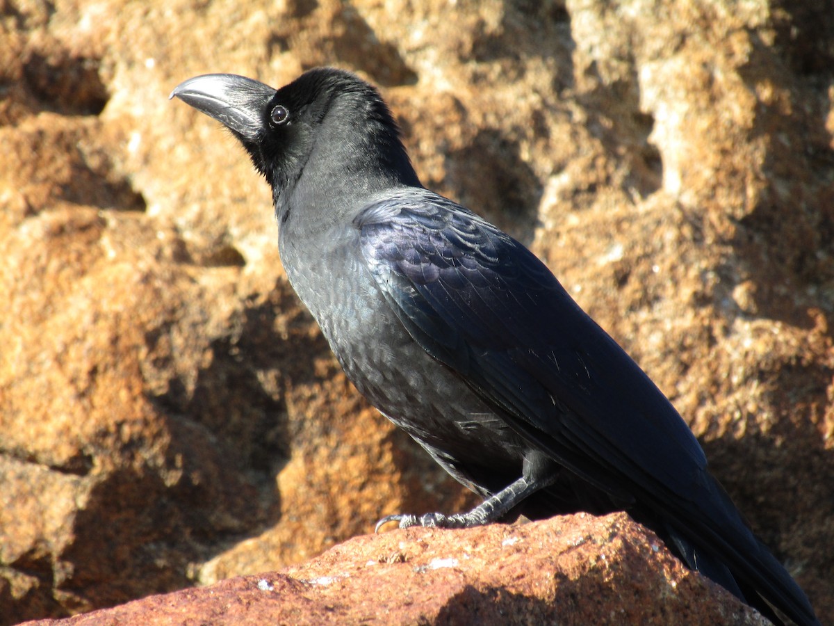 Large-billed Crow - ML617993322