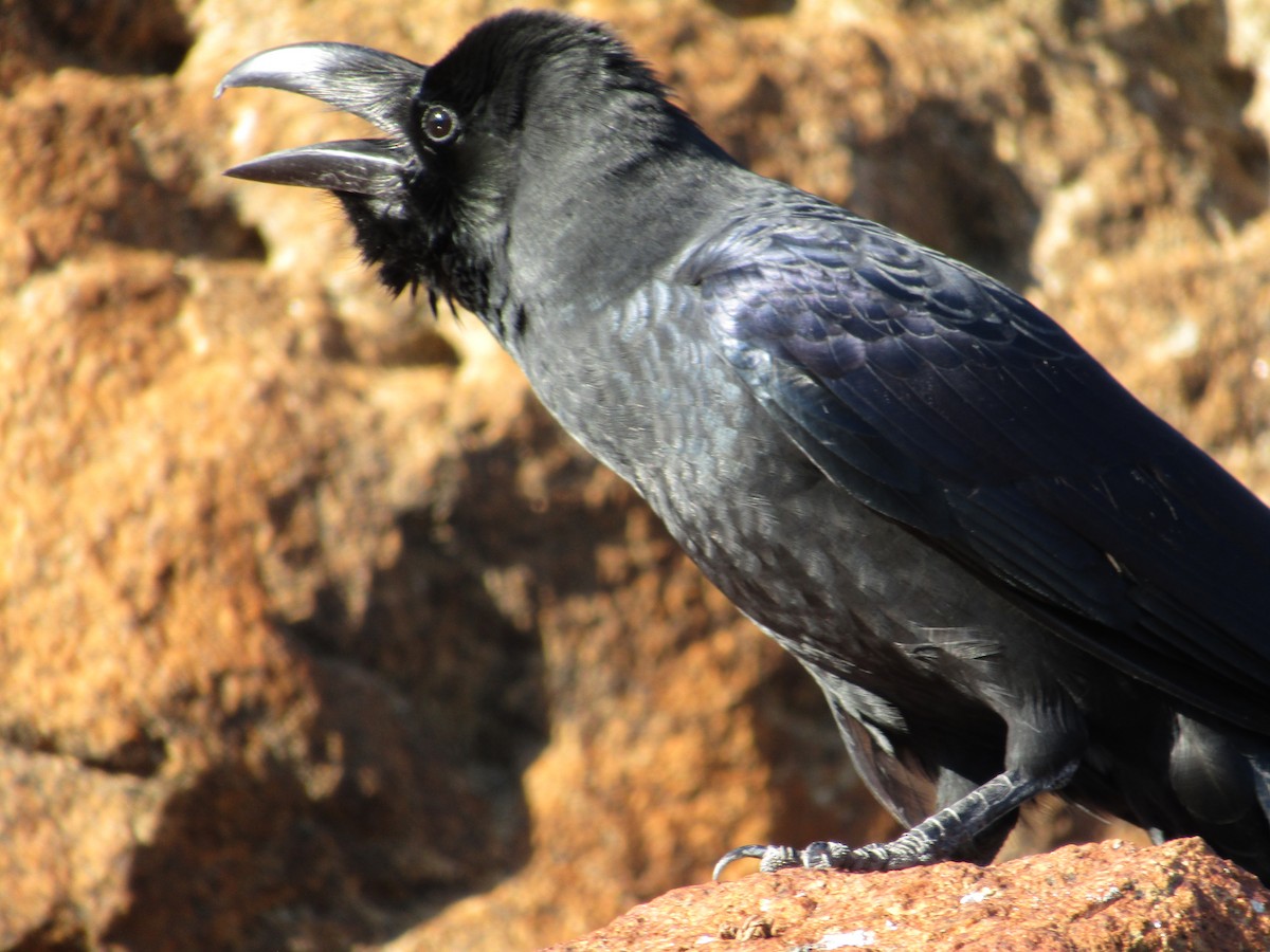 Large-billed Crow - Emilse Rizzuto