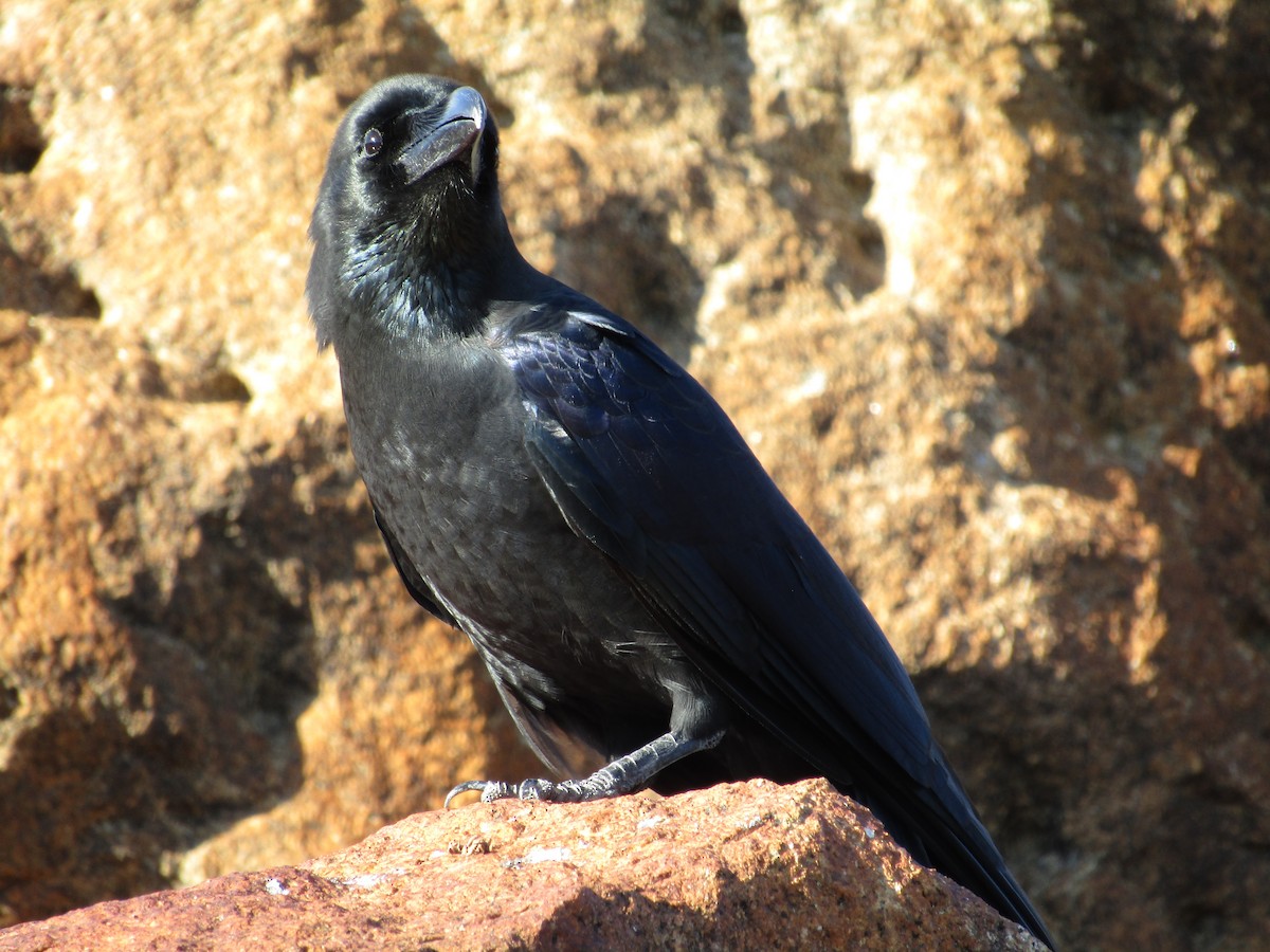Large-billed Crow - ML617993342