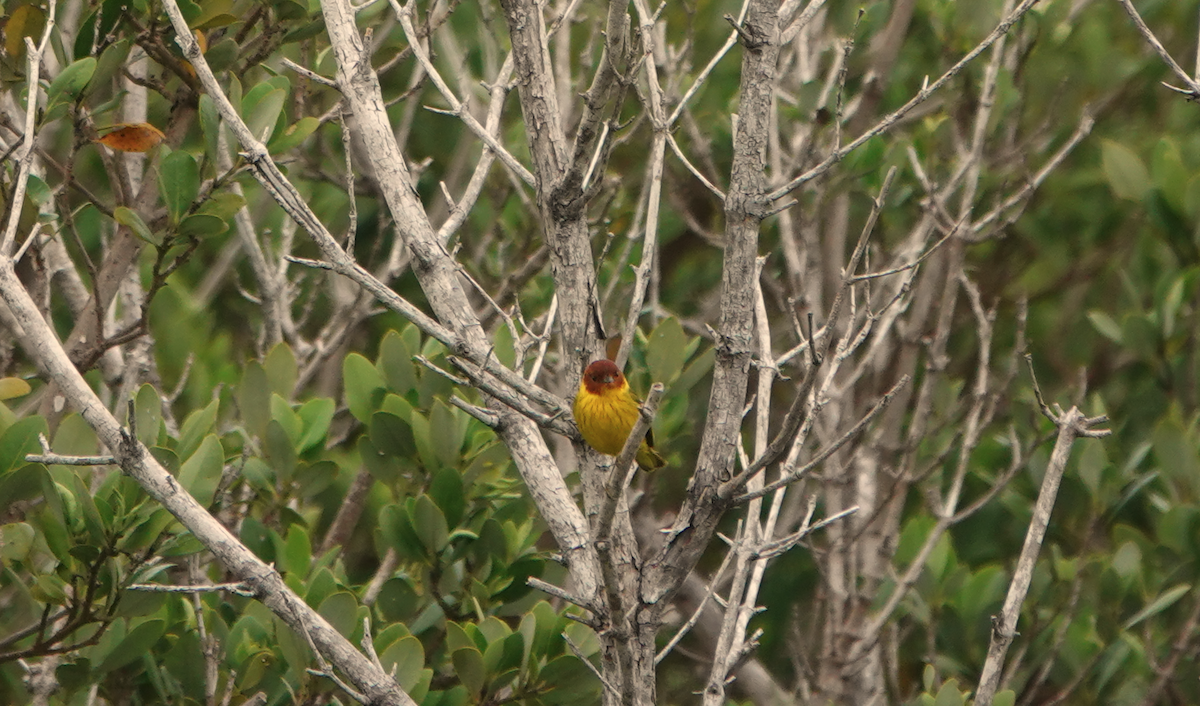 Yellow Warbler (Mangrove) - William Boyes