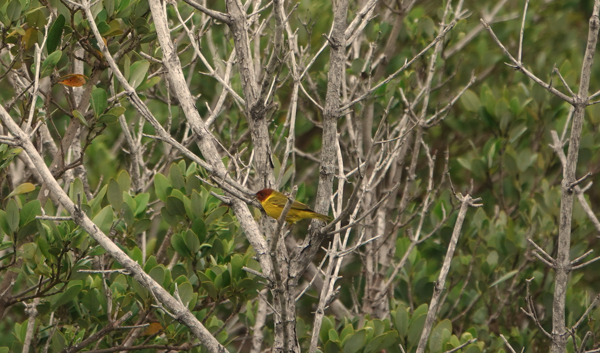 Yellow Warbler (Mangrove) - William Boyes