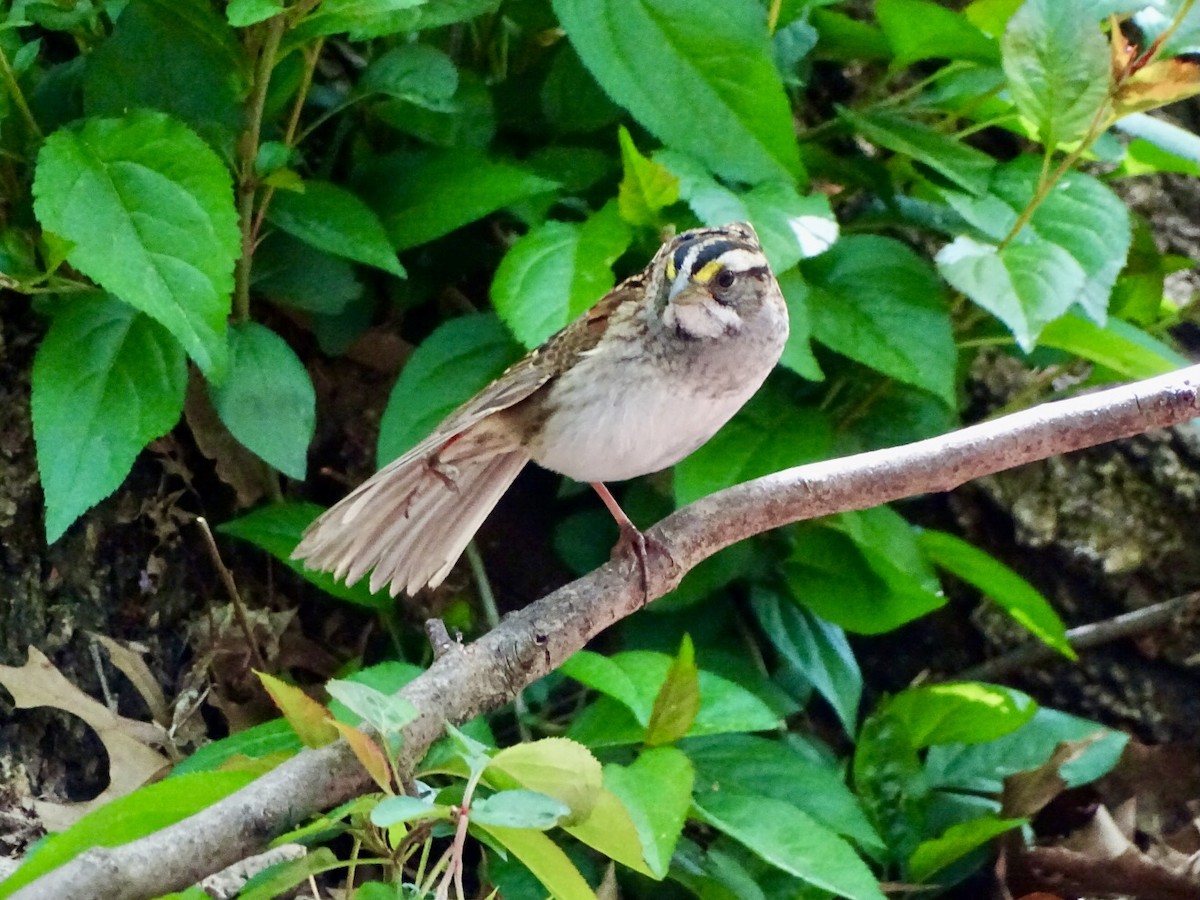 White-throated Sparrow - Janet Wooten