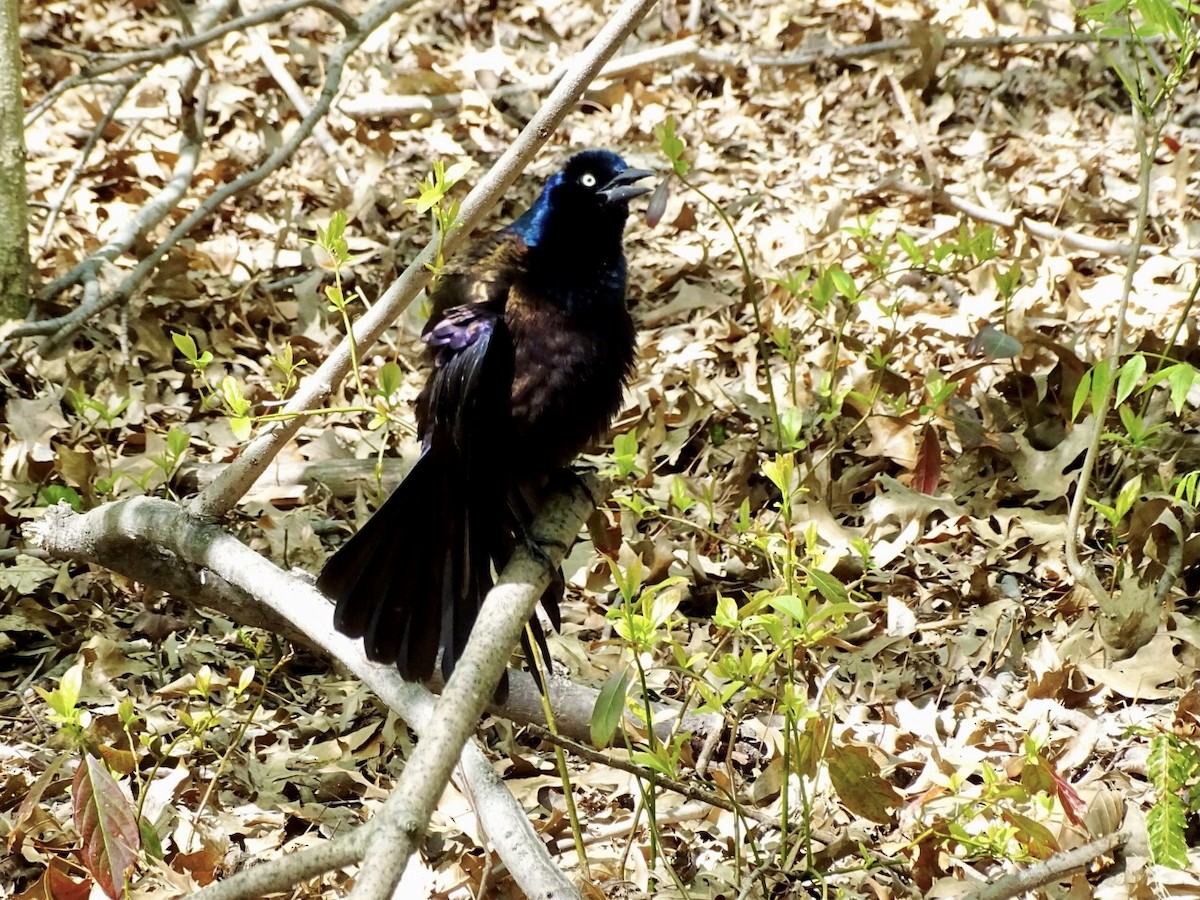 Common Grackle - Janet Wooten