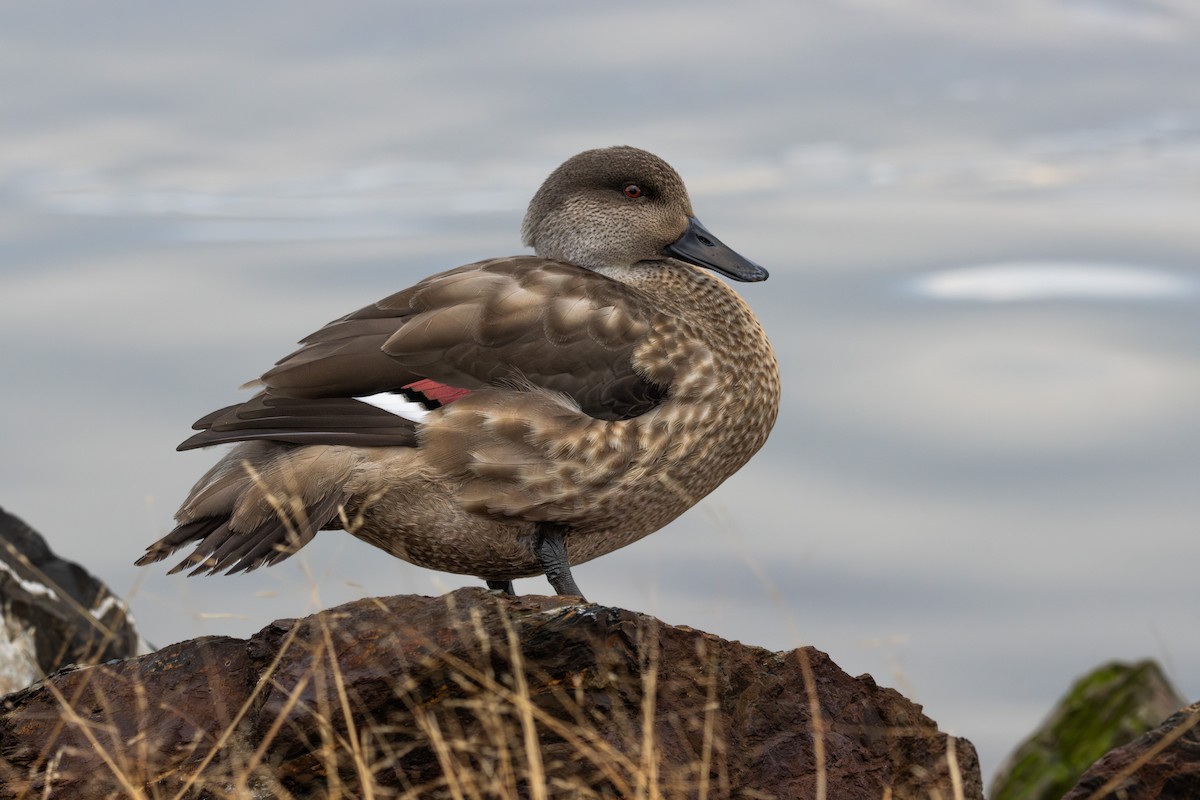 Crested Duck - ML617993457