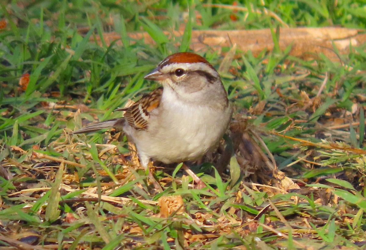 Chipping Sparrow - ML617993486