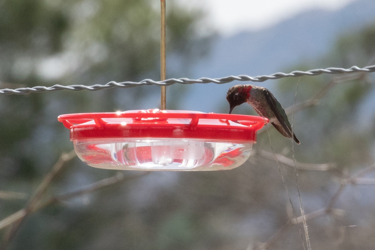 Anna's Hummingbird - ML617993490