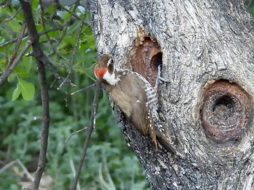 Arizona Woodpecker - ML617993547