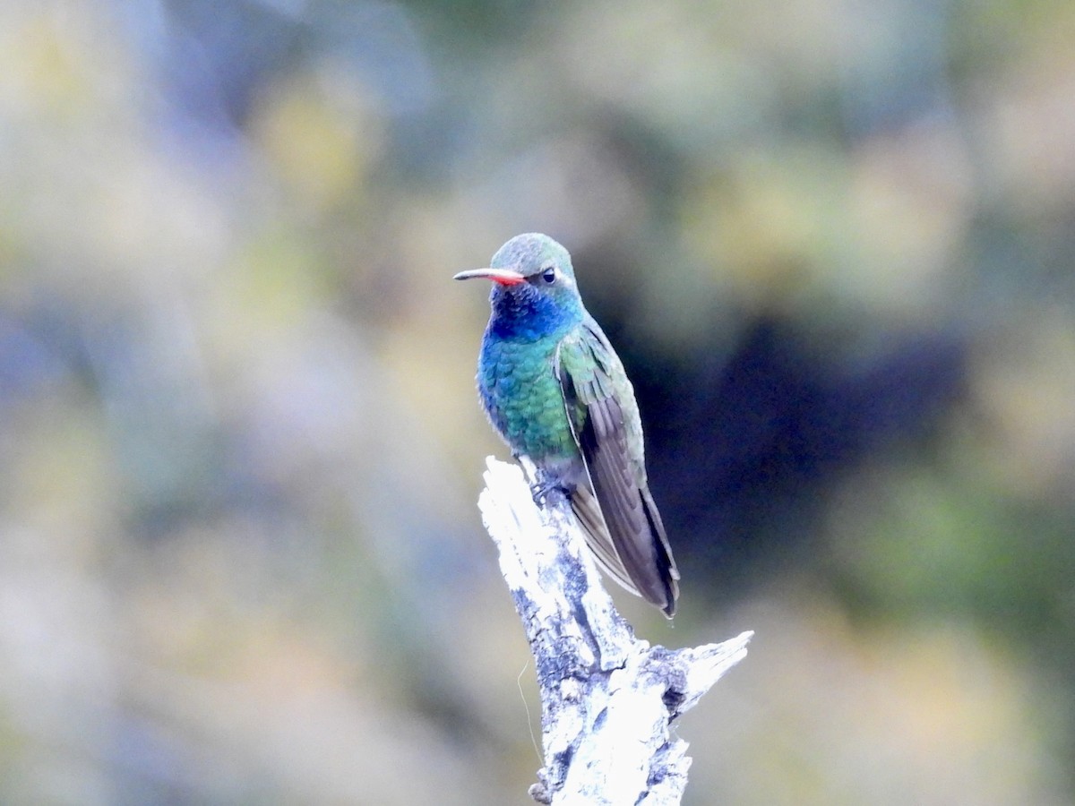 Broad-billed Hummingbird - ML617993562