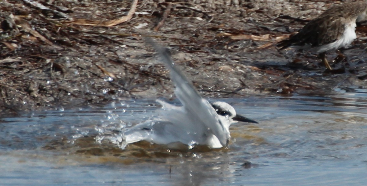Common Tern - ML617993581