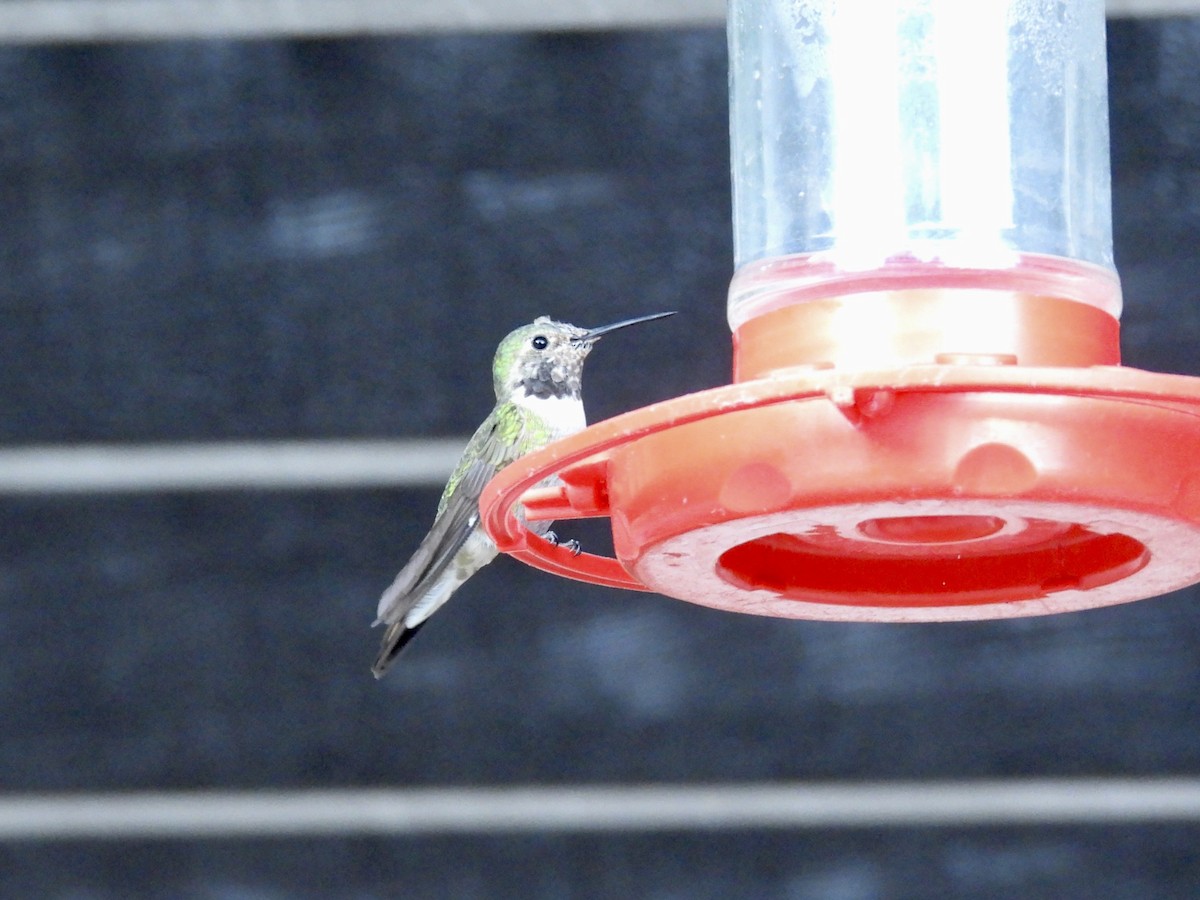 Broad-tailed Hummingbird - Sandy and Stephen Birge