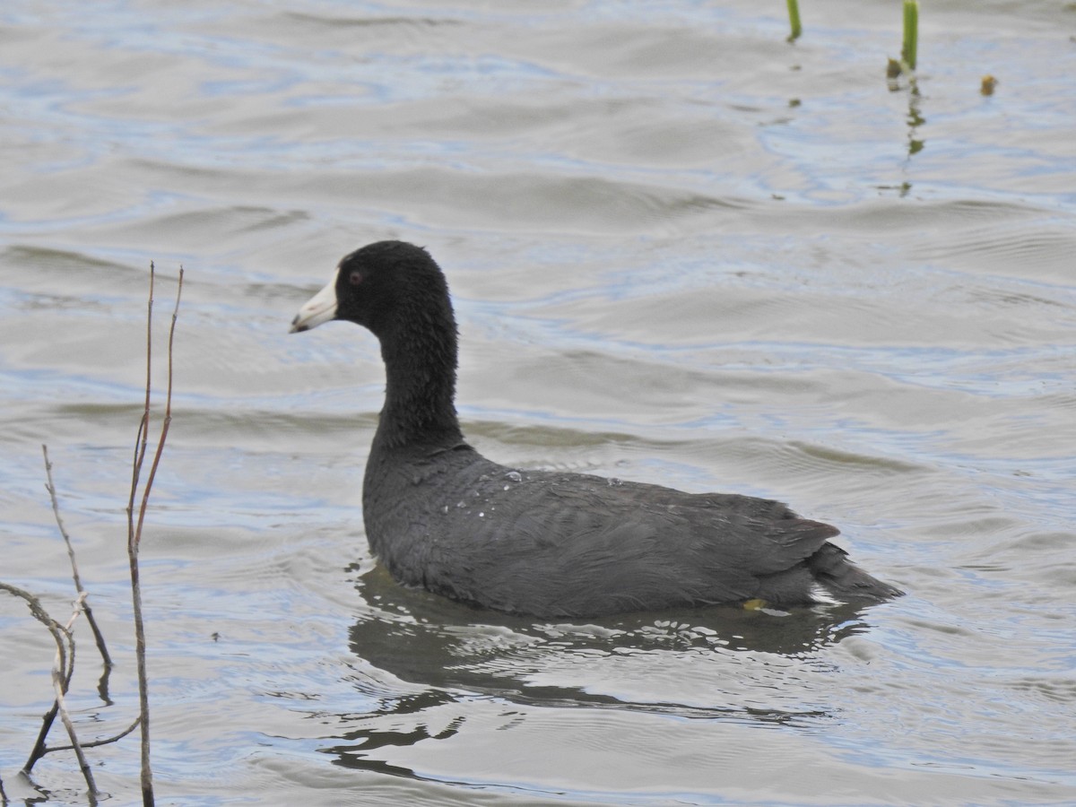 American Coot - Bruce White