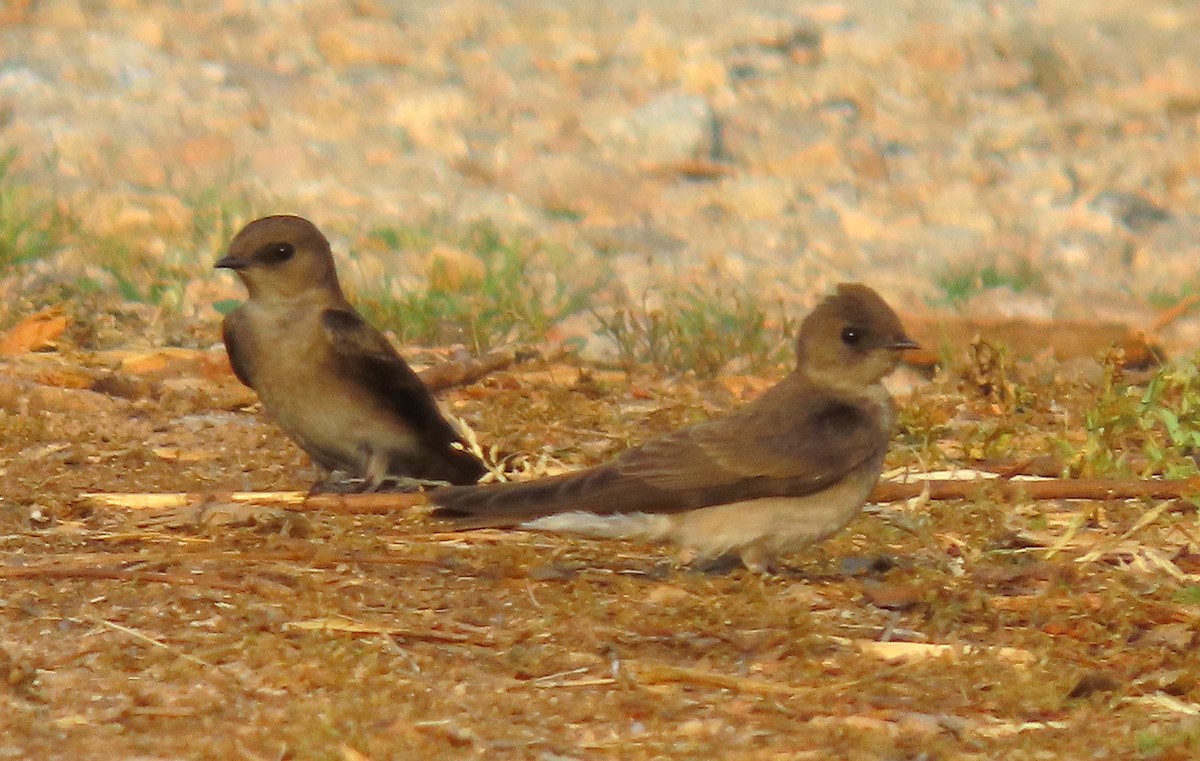 Northern Rough-winged Swallow - ML617993617