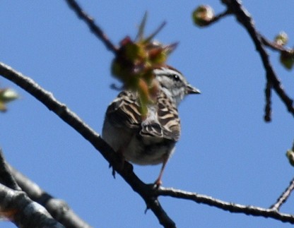 Chipping Sparrow - ML617993645