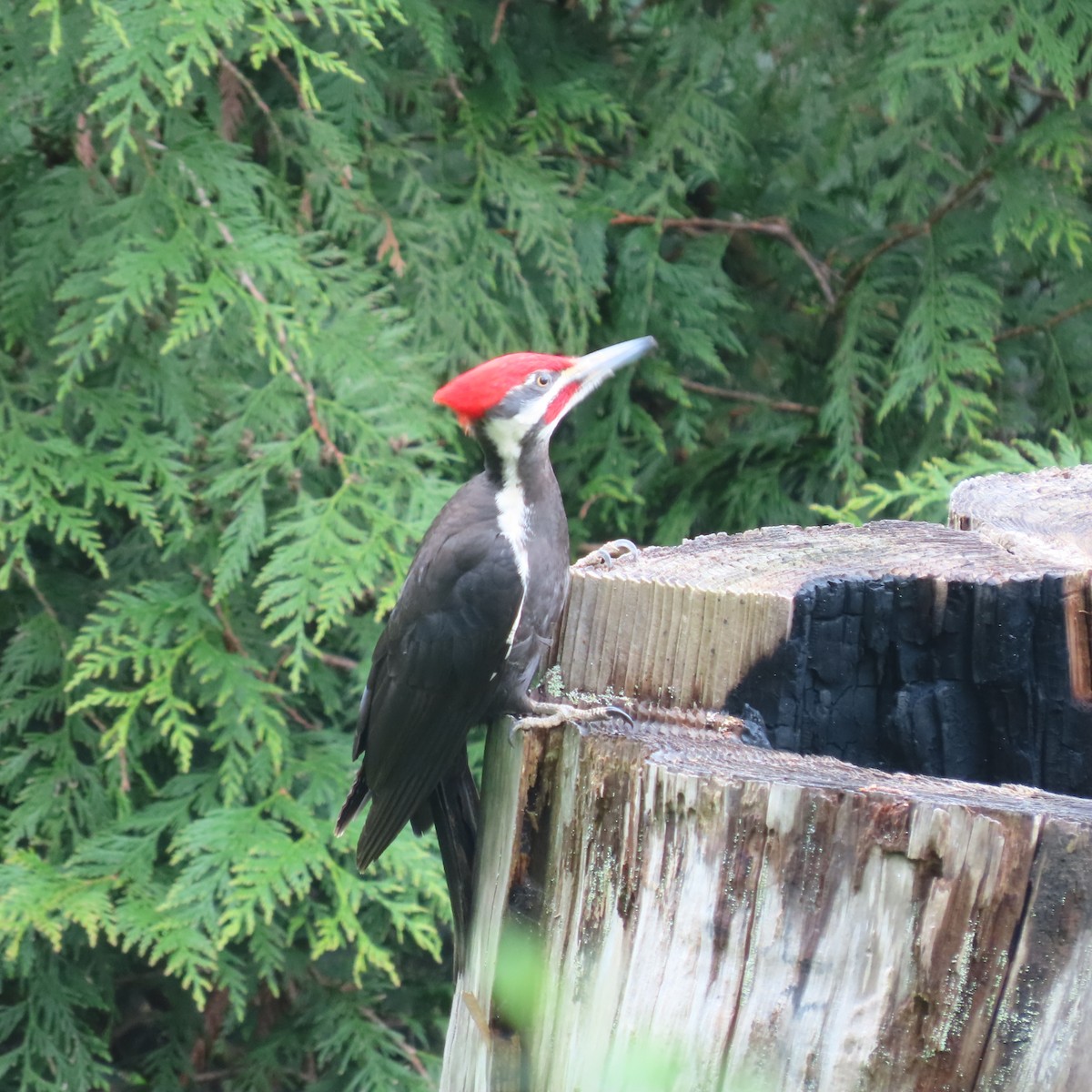 Pileated Woodpecker - ML617993677