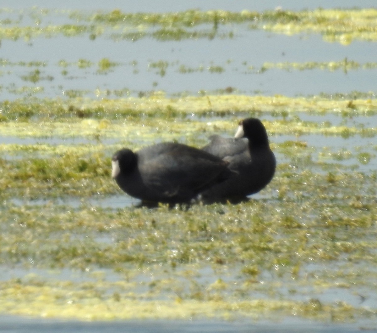 American Coot - alice horst