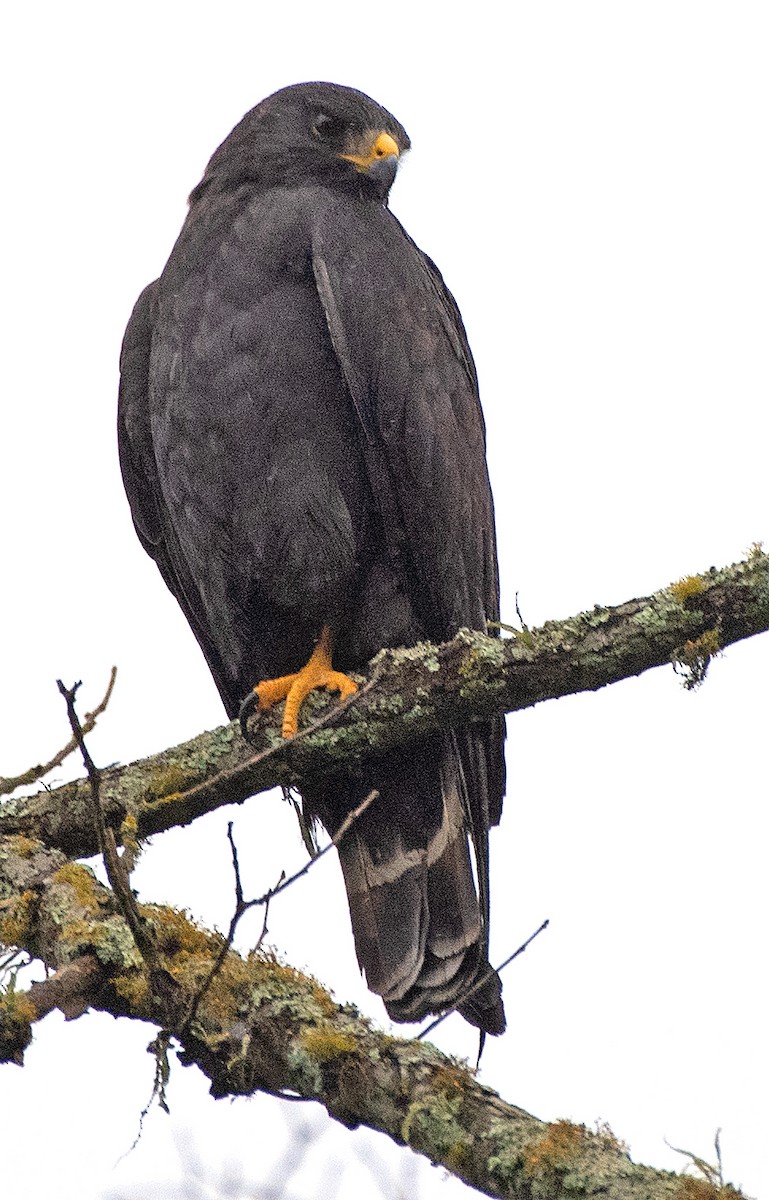 Zone-tailed Hawk - Kenneth Butler